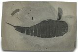 Eurypterus (Sea Scorpion) Fossil - New York #310232-1